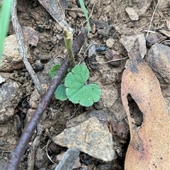 Hydrocotyle laxiflora (Stinking Pennywort) at Anglers Reach, NSW - 11 Apr 2025 by Jennybach