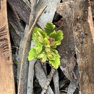 Unverified Plant at Anglers Reach, NSW - Yesterday by Jennybach