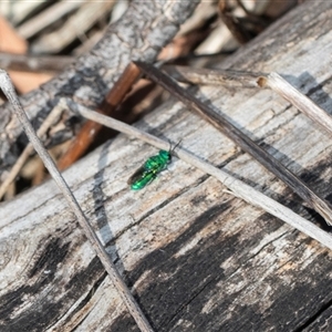 Chrysididae (family) at Melba, ACT - Yesterday by AlisonMilton