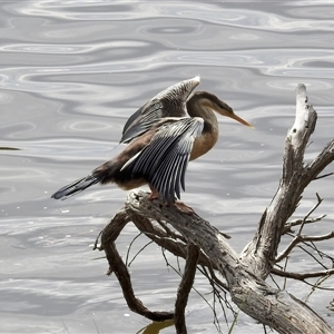 Anhinga novaehollandiae at Ascot, WA - 3 Apr 2025 12:52 PM