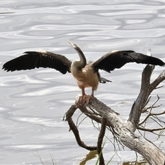 Anhinga novaehollandiae at Ascot, WA - 3 Apr 2025 12:52 PM