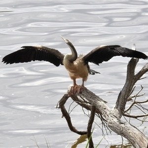Anhinga novaehollandiae at Ascot, WA - 3 Apr 2025 12:52 PM