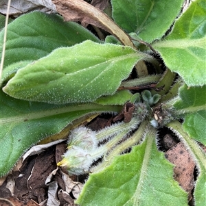 Unverified Plant at Gooandra, NSW - 10 Apr 2025 by Jennybach