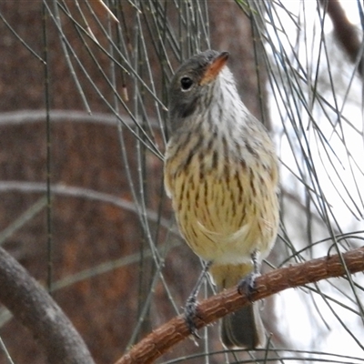Pachycephala rufiventris (Rufous Whistler) at Ascot, WA - 3 Apr 2025 by KMcCue