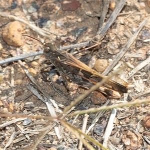 Oedaleus australis at Florey, ACT - 11 Apr 2025 11:04 AM