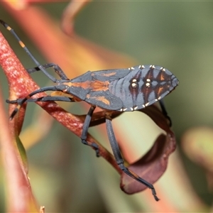 Amorbus (genus) (Eucalyptus Tip bug) at Florey, ACT - Yesterday by AlisonMilton