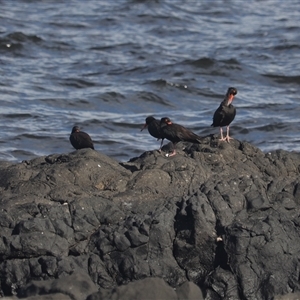 Haematopus fuliginosus at Coral Cove, QLD - suppressed