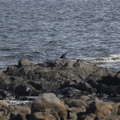 Haematopus fuliginosus at Coral Cove, QLD - suppressed