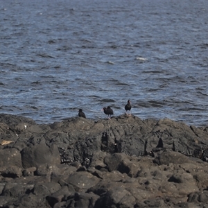 Haematopus fuliginosus at Coral Cove, QLD - suppressed