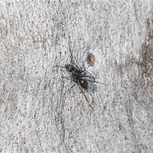 Camponotus aeneopilosus (A Golden-tailed sugar ant) at Melba, ACT - Yesterday by AlisonMilton