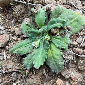 Solenogyne gunnii at Anglers Reach, NSW - Yesterday by Jennybach