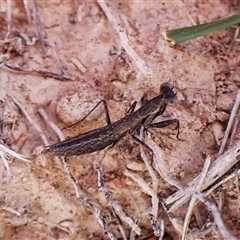 Bolbe nigra (Black Ground Mantid) at Aranda, ACT - 5 Apr 2025 by CathB