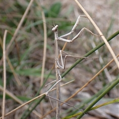 Tenodera australasiae (Purple-winged mantid) at Aranda, ACT - 10 Apr 2025 by CathB