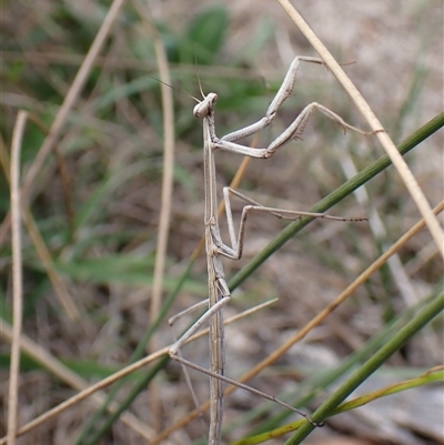 Tenodera australasiae (Purple-winged mantid) at Aranda, ACT - 10 Apr 2025 by CathB