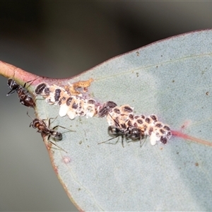 Unverified Ant (Hymenoptera, Formicidae) at Melba, ACT - Yesterday by AlisonMilton