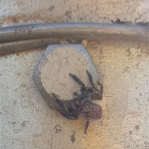 Unverified Jumping or peacock spider (Salticidae) at Bowning, NSW - Today by Maren
