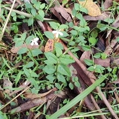 Lobelia purpurascens at Bonville, NSW - 12 Apr 2025 02:58 PM