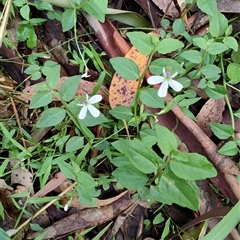 Lobelia purpurascens at Bonville, NSW - 12 Apr 2025 02:58 PM