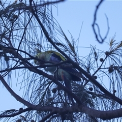 Platycercus adscitus at Coral Cove, QLD - 5 Apr 2025 04:46 PM