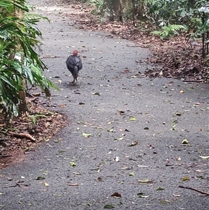 Alectura lathami at Dorrigo Mountain, NSW - 12 Apr 2025 12:10 PM