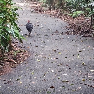 Alectura lathami at Dorrigo Mountain, NSW - 12 Apr 2025 12:10 PM