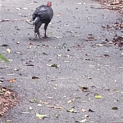 Alectura lathami at Dorrigo Mountain, NSW - 12 Apr 2025 12:10 PM