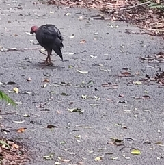 Alectura lathami at Dorrigo Mountain, NSW - 12 Apr 2025 12:10 PM