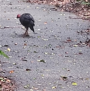 Alectura lathami at Dorrigo Mountain, NSW - 12 Apr 2025 12:10 PM
