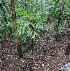 Linospadix monostachyos at Dorrigo Mountain, NSW - 12 Apr 2025 11:41 AM