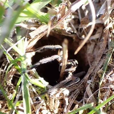 Tasmanicosa sp. (genus) (Tasmanicosa wolf spider) at Aranda, ACT - 5 Apr 2025 by CathB