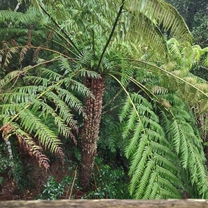 Cyathea australis subsp. australis at Dorrigo Mountain, NSW - Yesterday by LyndalT