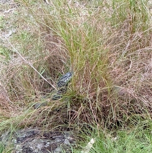 Varanus rosenbergi at Bucketty, NSW - suppressed