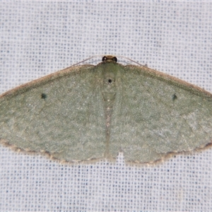 Poecilasthena balioloma at Bolivia, NSW - suppressed