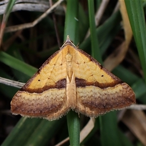 Anachloris subochraria (Golden Grass Carpet) at Aranda, ACT - 10 Apr 2025 by CathB