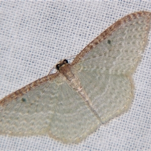 Poecilasthena pulchraria at Bolivia, NSW - suppressed