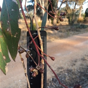 Eucalyptus bridgesiana at Crowther, NSW - Today by Frecko