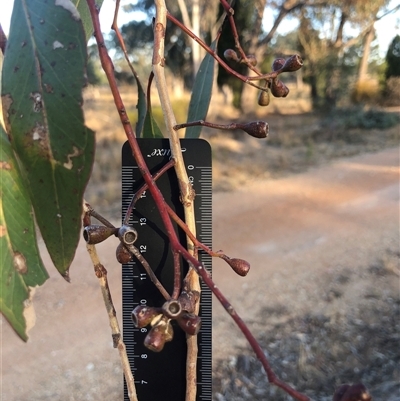 Eucalyptus microcarpa (Grey Box, Narrow-leaved Box) at Crowther, NSW - 12 Apr 2025 by Frecko