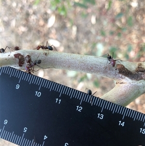 Iridomyrmex purpureus (Meat Ant) at Crowther, NSW - Today by Frecko
