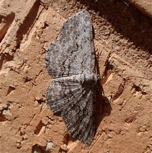 Ectropis (genus) by CathB