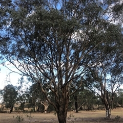 Eucalyptus blakelyi (Blakely's Red Gum) at Crowther, NSW - 12 Apr 2025 by Frecko