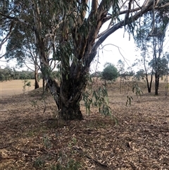 Eucalyptus blakelyi at Crowther, NSW - 12 Apr 2025 04:11 PM