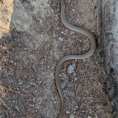 Lialis burtonis (Burton's Snake-lizard) at Denman Prospect, ACT - 12 Apr 2025 by Seh