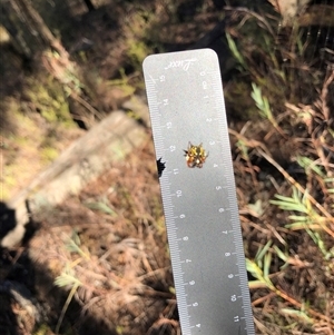 Austracantha minax at Crowther, NSW - 11 Apr 2025 03:18 PM