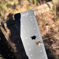 Austracantha minax at Crowther, NSW - 11 Apr 2025 03:18 PM