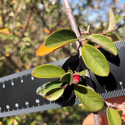Cotoneaster glaucophyllus (Cotoneaster) at Crowther, NSW - 11 Apr 2025 by Frecko