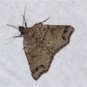 Lithilaria proestans at Bolivia, NSW - suppressed