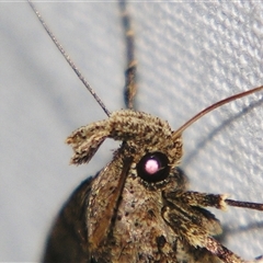 Lithilaria proestans at Bolivia, NSW - suppressed