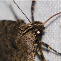 Lithilaria proestans at Bolivia, NSW - suppressed