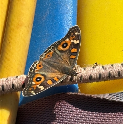Junonia villida (Meadow Argus) at Bungendore, NSW - 12 Apr 2025 by yellowboxwoodland
