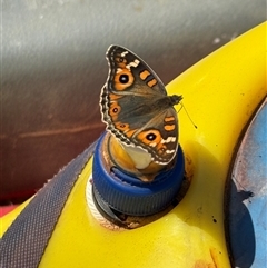 Junonia villida at Bungendore, NSW - suppressed
